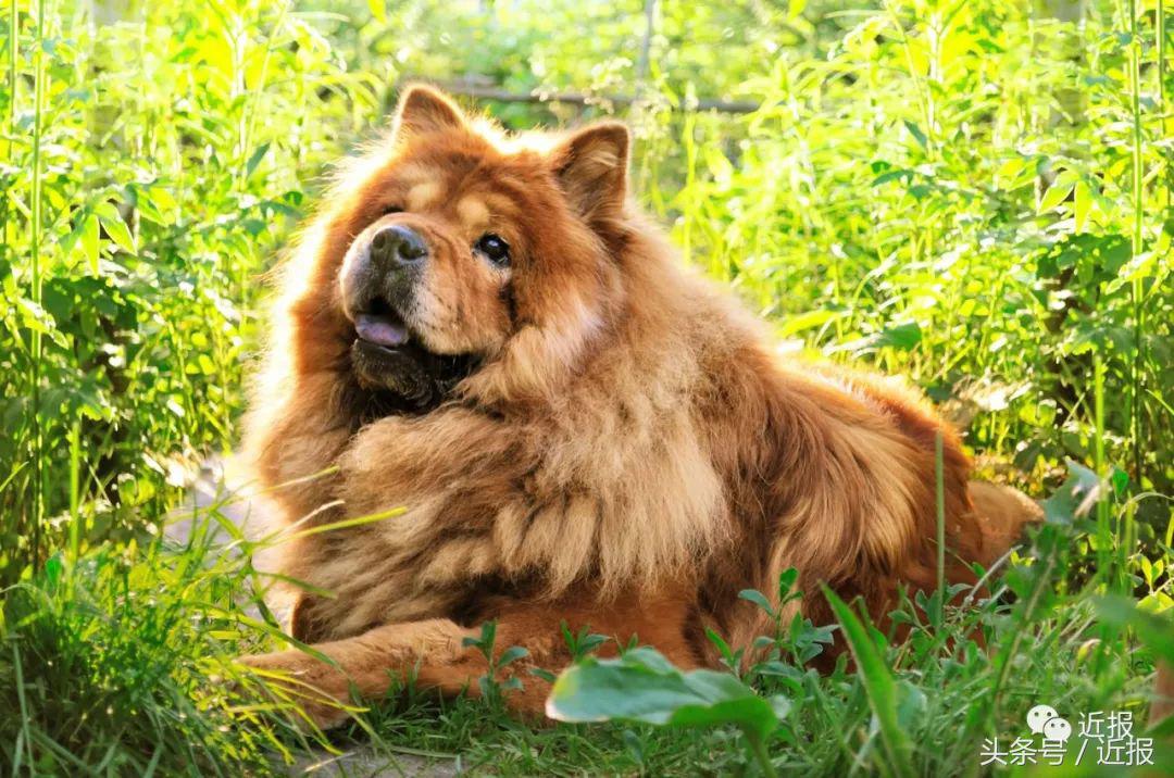 你没见过的“汪星人”都在这了！狗年就让它们来萌“化”你吧