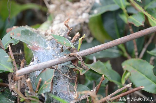 安溪种植茶叶的有利自然条件,安溪种植茶叶的情况介绍