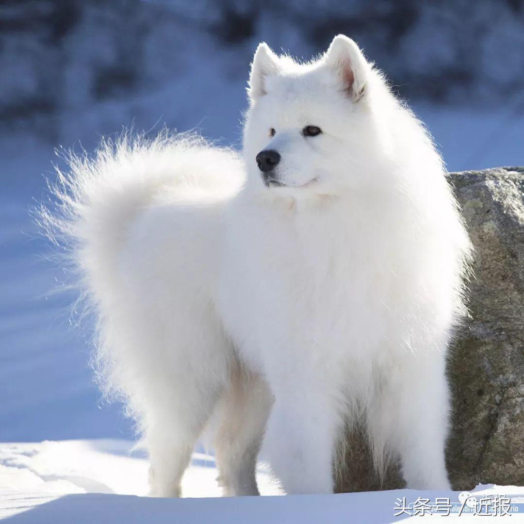 你没见过的“汪星人”都在这了！狗年就让它们来萌“化”你吧