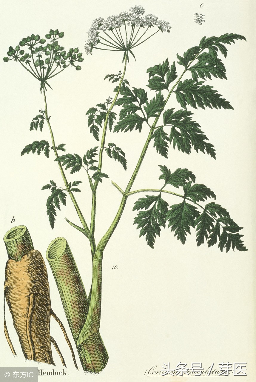 黄帝内经通解,黄帝内经之医史篇10集