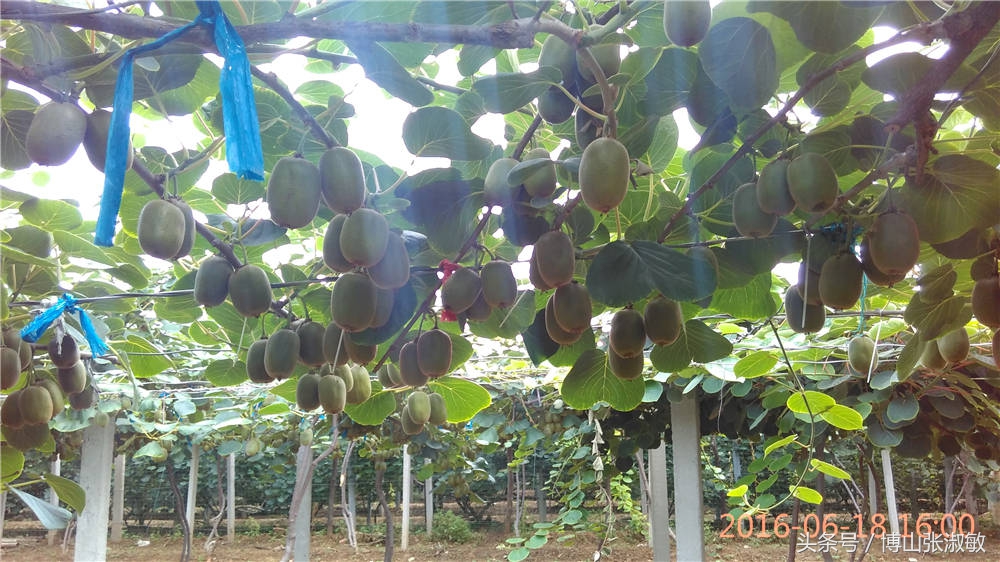 2018年种植猕猴桃成本与利润,日照种植猕猴桃的利润