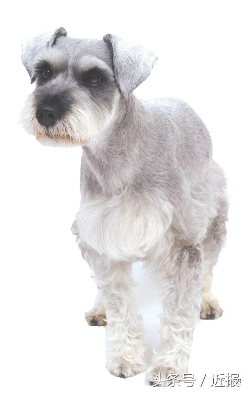 你没见过的“汪星人”都在这了！狗年就让它们来萌“化”你吧