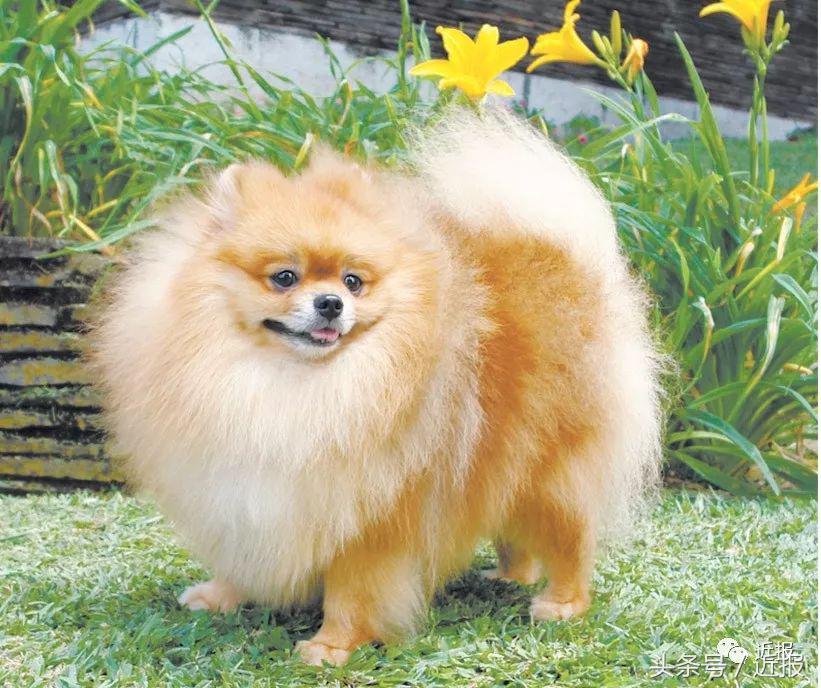 你没见过的萌宠,你没见过的宠物