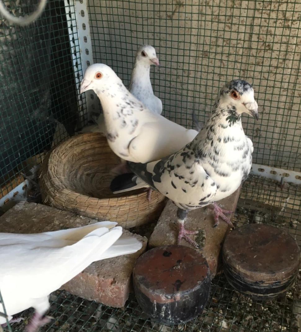 怎样的鸽舍吸引天落鸽,楼顶养鸽如何才能引来天落鸽