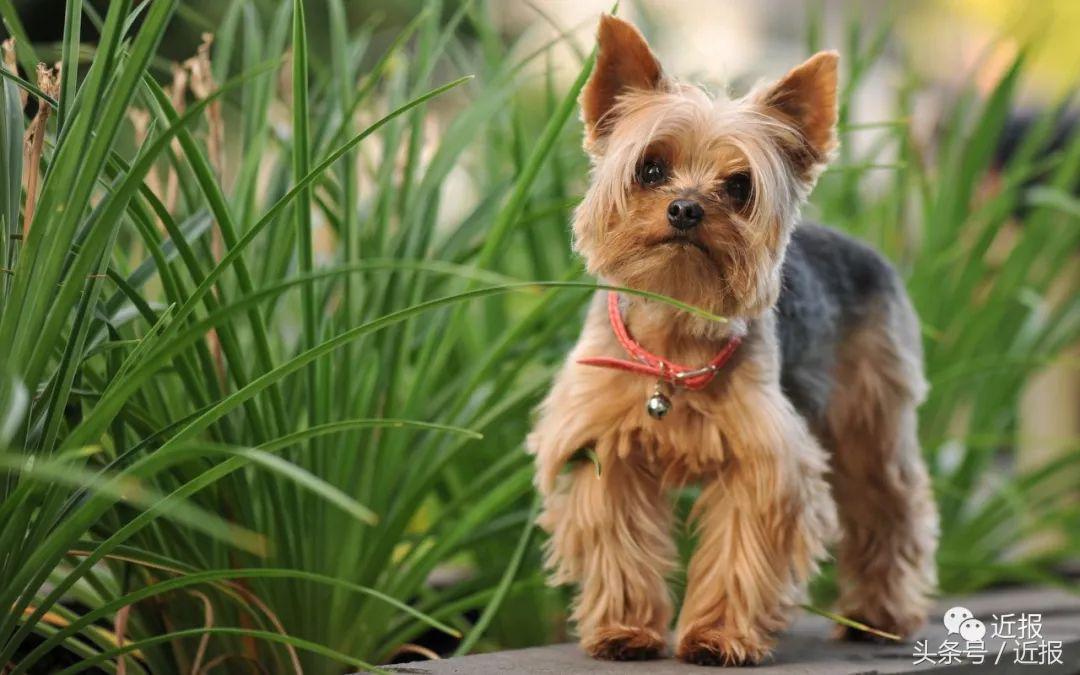 你没见过的“汪星人”都在这了！狗年就让它们来萌“化”你吧