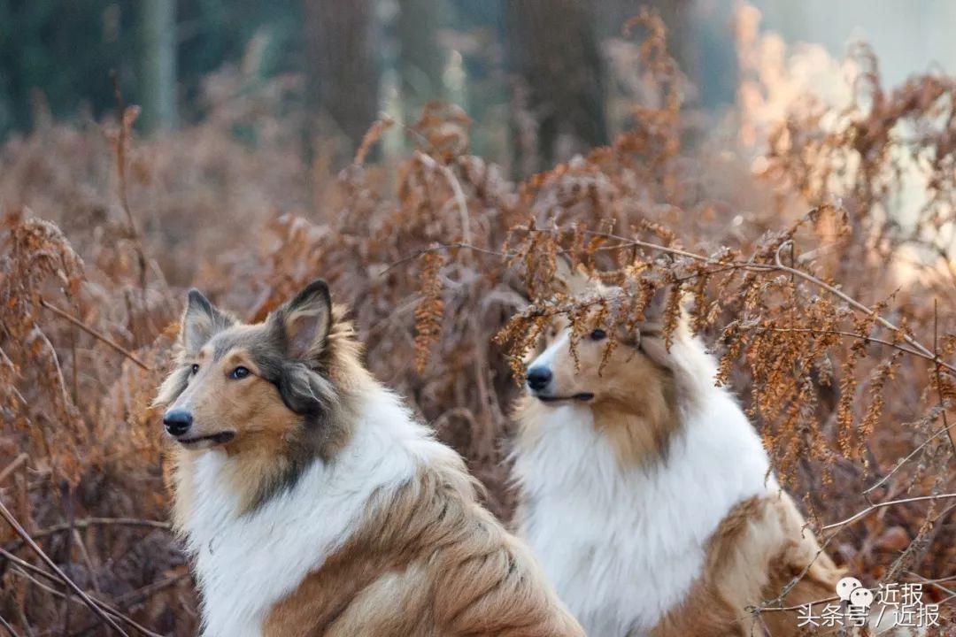 你没见过的“汪星人”都在这了！狗年就让它们来萌“化”你吧