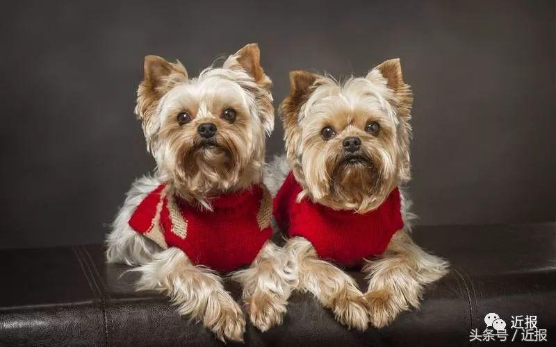 你没见过的“汪星人”都在这了！狗年就让它们来萌“化”你吧