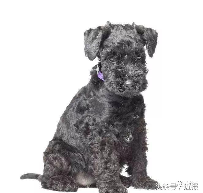 你没见过的萌宠,你没见过的宠物