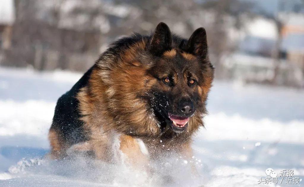 你没见过的“汪星人”都在这了！狗年就让它们来萌“化”你吧