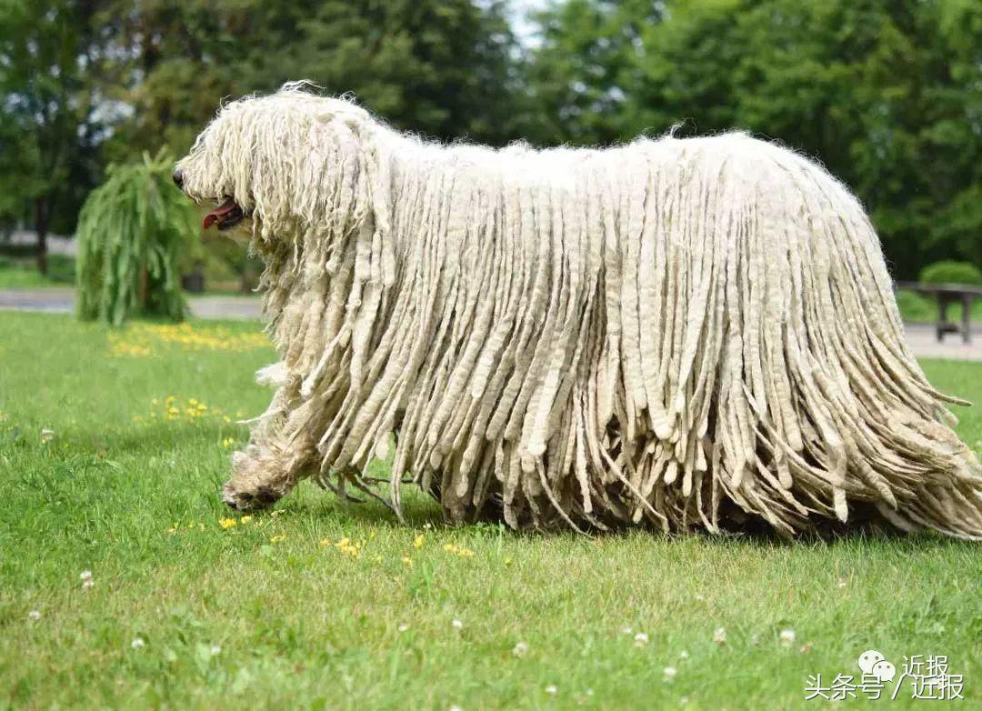 你没见过的萌宠,你没见过的宠物