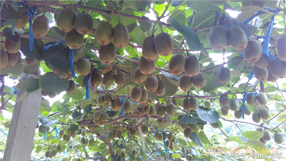 2018年种植猕猴桃成本与利润,日照种植猕猴桃的利润