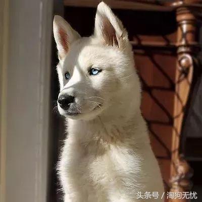 上班没时间怎么照顾小奶狗,上班族如何照顾好自己的狗狗