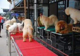 宠物狗种类以及价格,宠物狗一般买哪种好