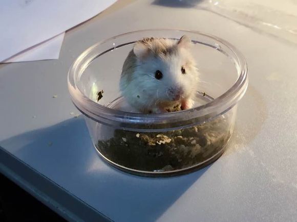 小仓鼠养了3个月后很凶,刚从宠物店带回来的仓鼠