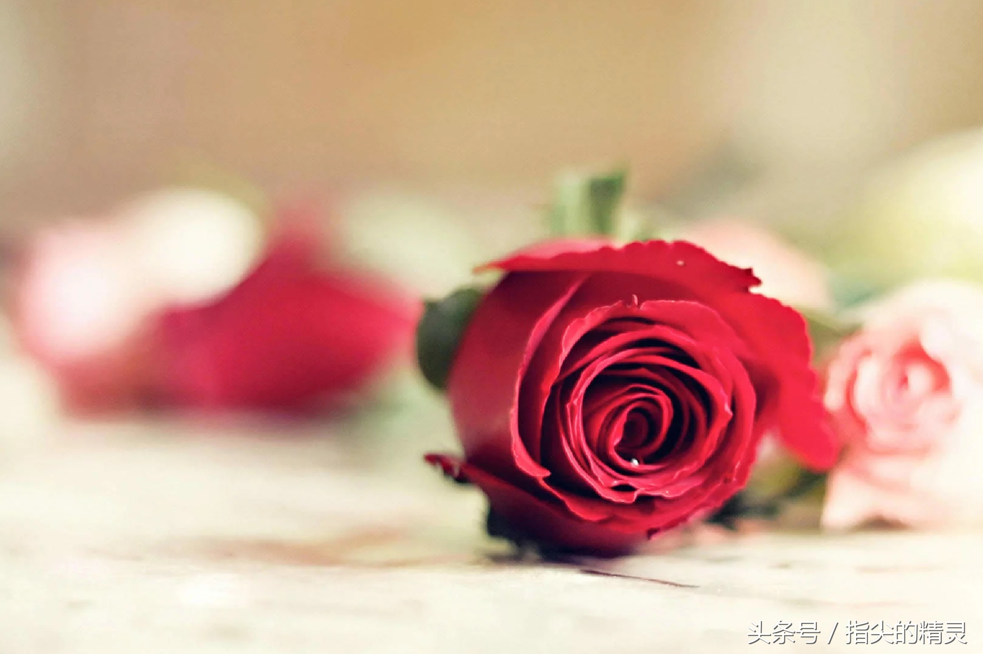 拍摄花卉组图大全,冬天拍玫瑰花图片大全