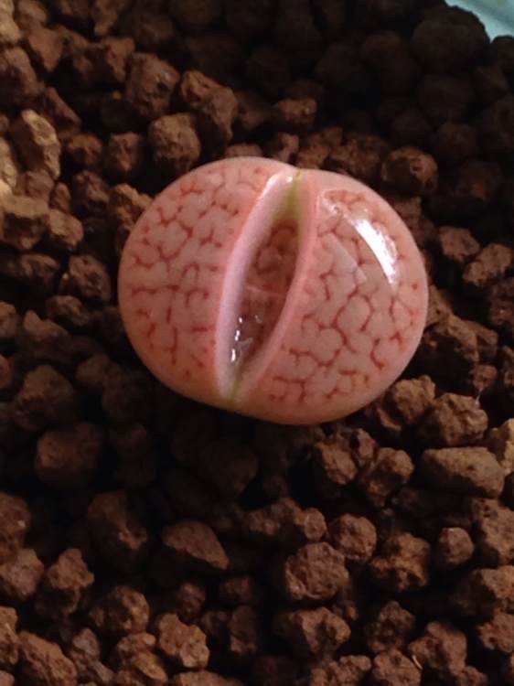 多肉生石花绿色是什么品种,多肉植物生石花干瘪软