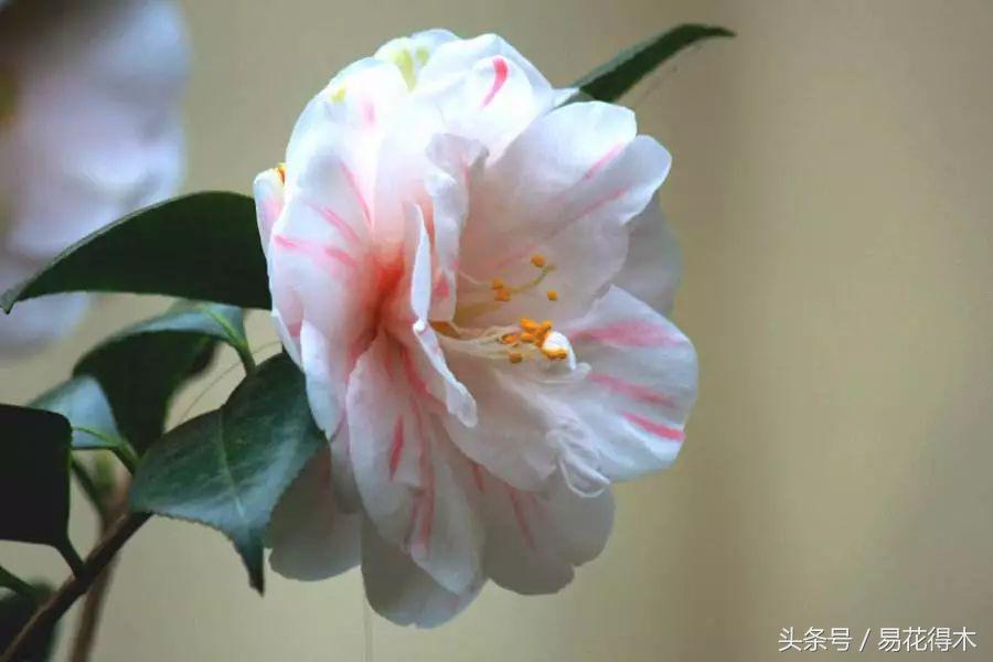 全国各地市花大全,全国城市市花