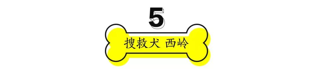 成都的十条网红狗，有的住豪宅穿名牌，比人活得还巴适