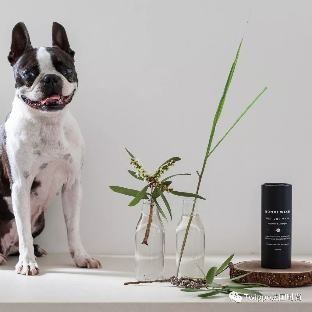 吐槽完了狗年单品，你给你的狗主子买了什么？