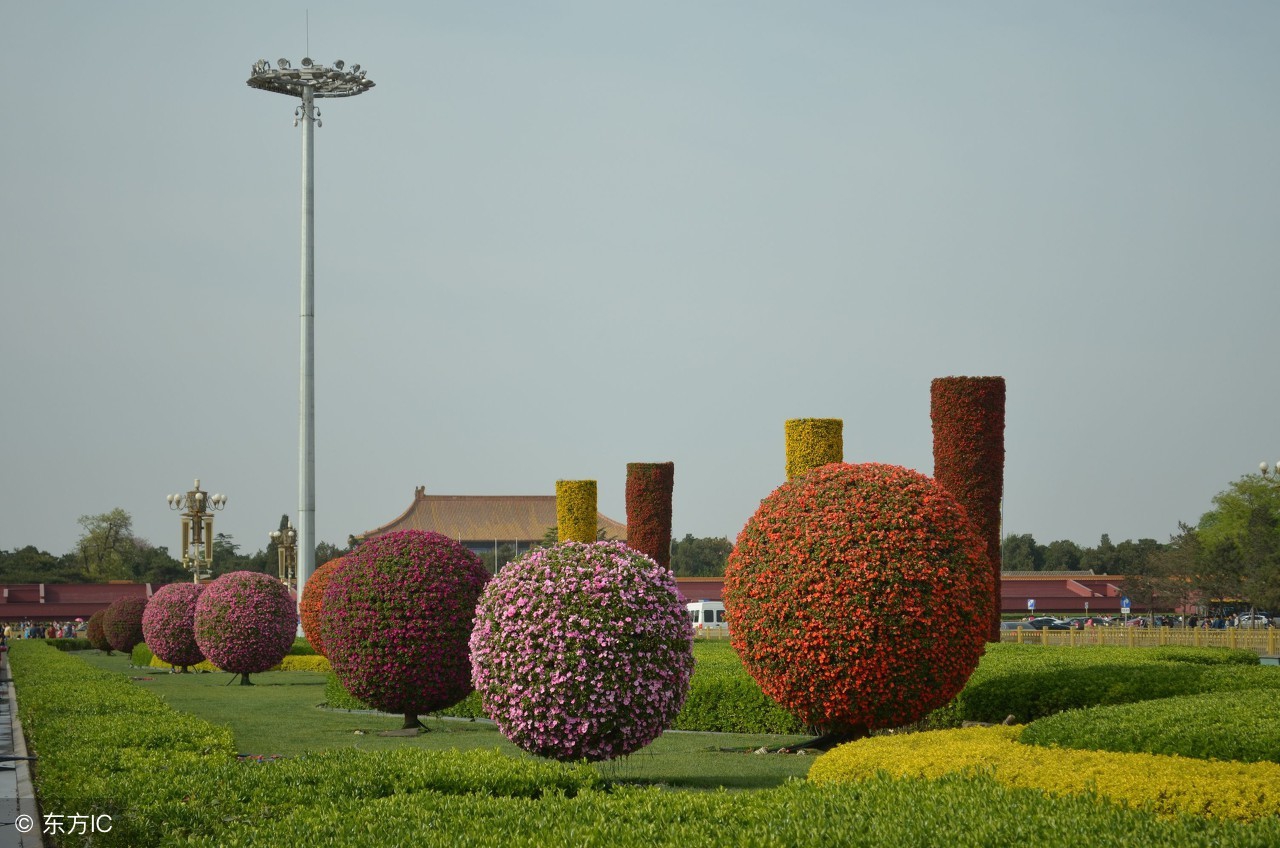 新几内亚凤仙,新几内亚凤仙怎么养