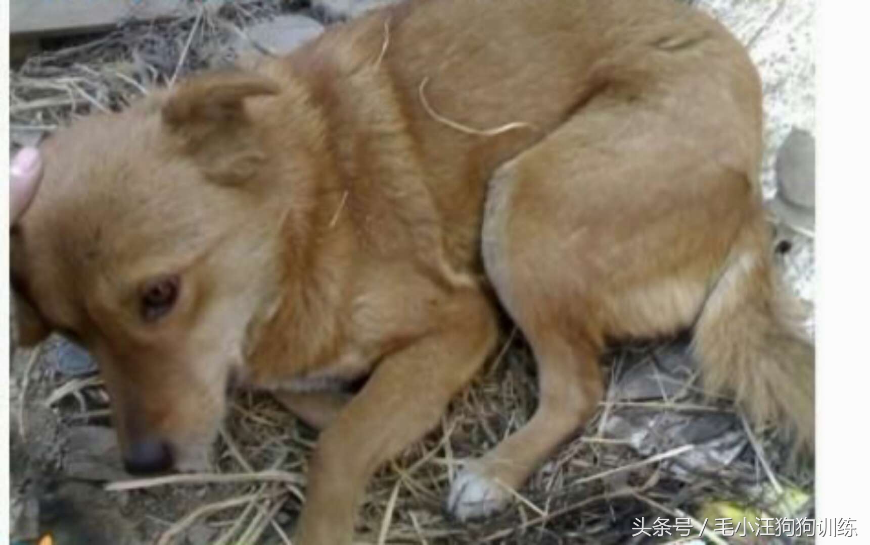 狗狗是怎么理解离别?铲屎官们纷纷讲述自家狗子的故事~