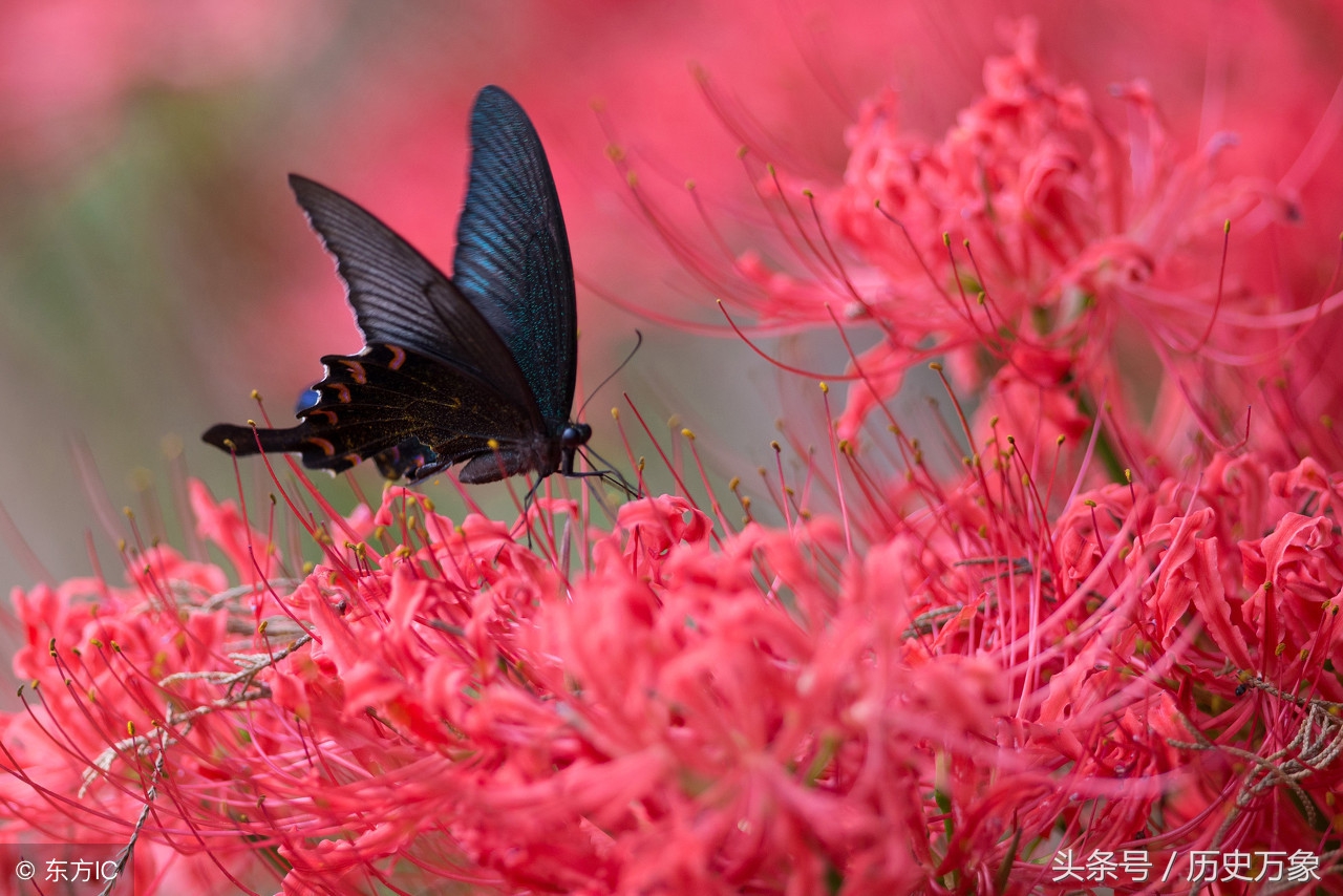 卜算子绚丽的天空 (卜算子尼罗河)