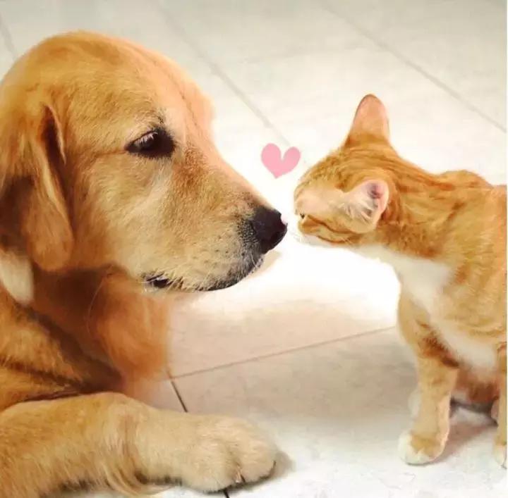这只金毛和小菊猫的画风太甜啦！情人节狗粮奉上