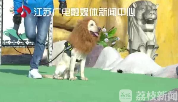 鑰佽檸鍌诲偦鍒嗕笉娓呮瑙嗛,灏忕嫍鑰佽檸鍌诲偦鍒嗕笉娓呮