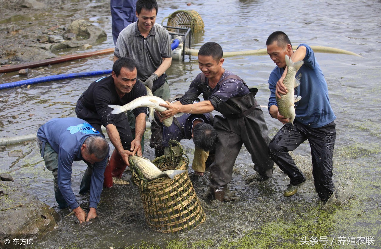 鱼塘淡水鱼养殖技术,淡水鱼养殖鱼塘ph值多少合适