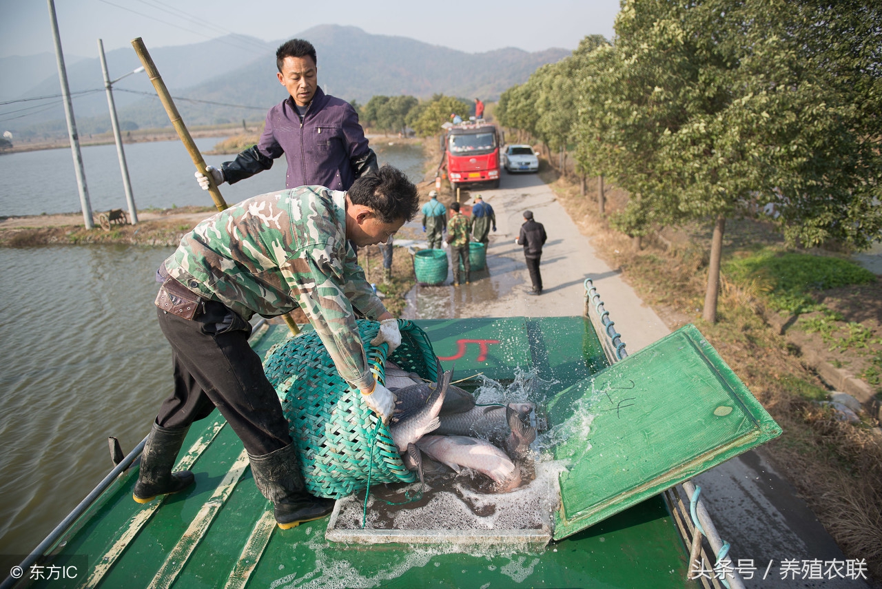 鱼塘淡水鱼养殖技术,淡水鱼养殖鱼塘ph值多少合适