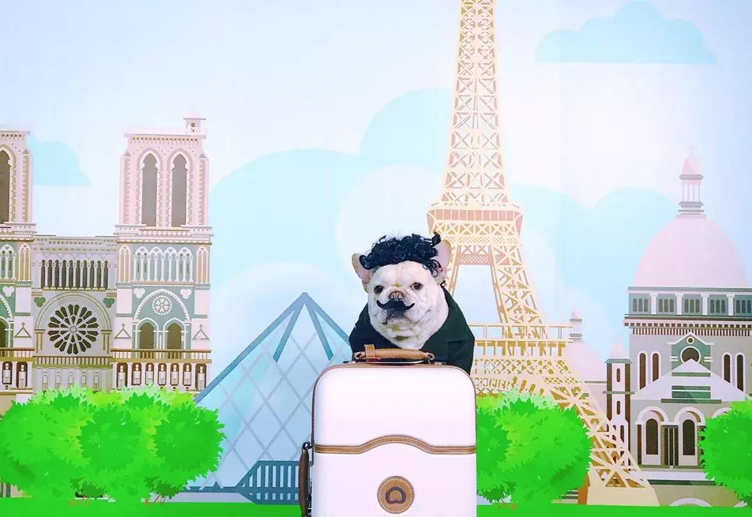 成都的十条网红狗，有的住豪宅穿名牌，比人活得还巴适