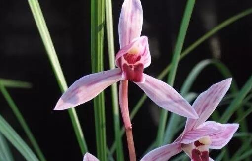 适合新手养的兰花有哪些品种图片,哪种兰花最好养最香最勤花