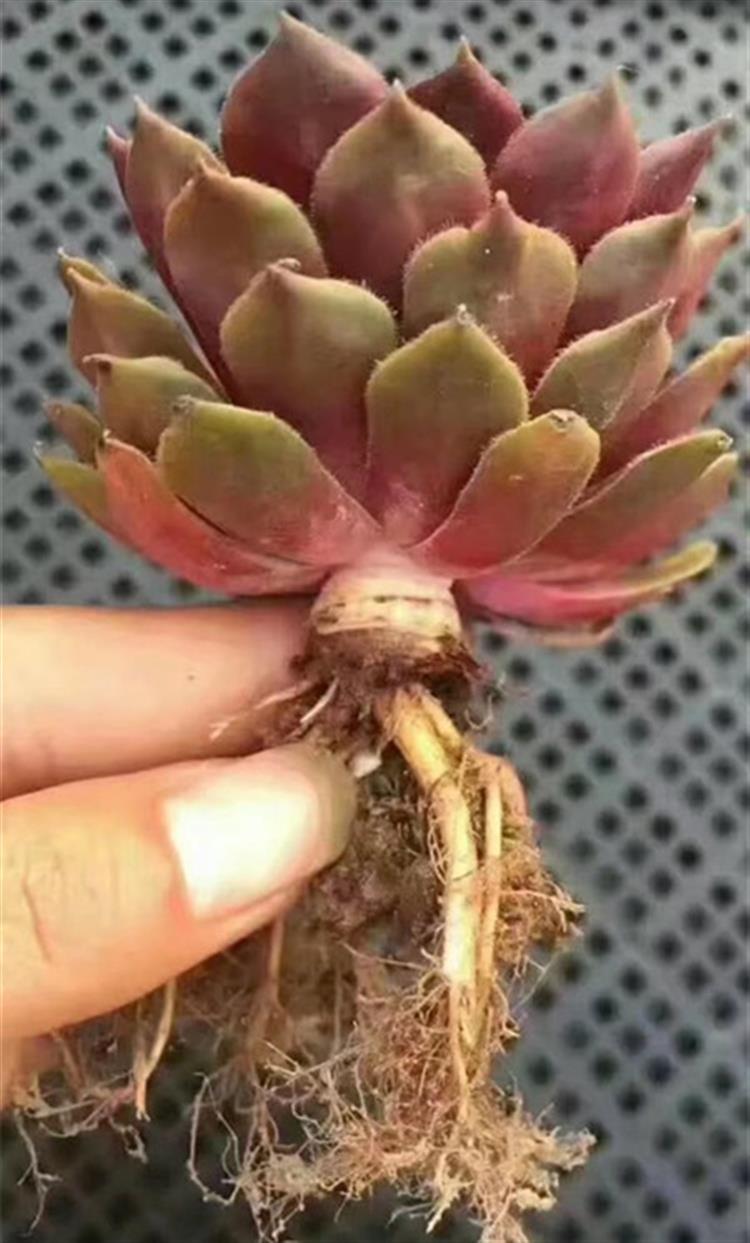 女友爱买多肉,女朋友钟爱多肉