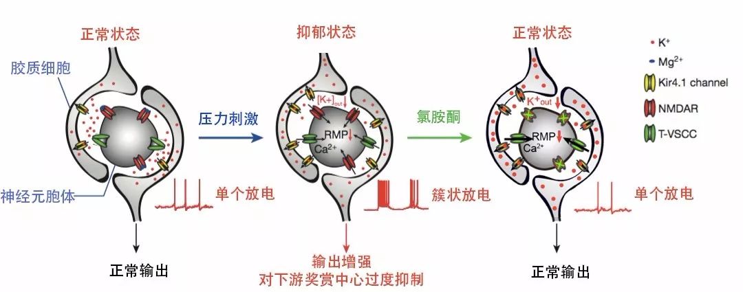 抑郁症最新科研成果,浙大nature发表论文