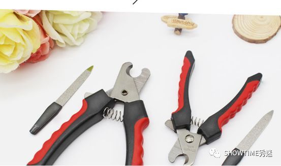 新手铲屎官养宠物该怎么办,怎么成为合格的养狗铲屎官