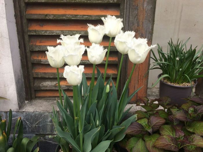 郁金香开花后怎么处理视频,郁金香开花过后怎么处理