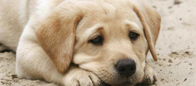 怎么训狗狗去狗垫上休息,怎么训练狗狗不拆家听话