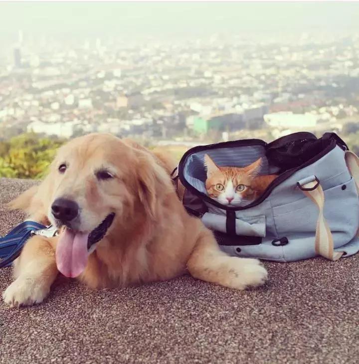 这只金毛和小菊猫的画风太甜啦！情人节狗粮奉上