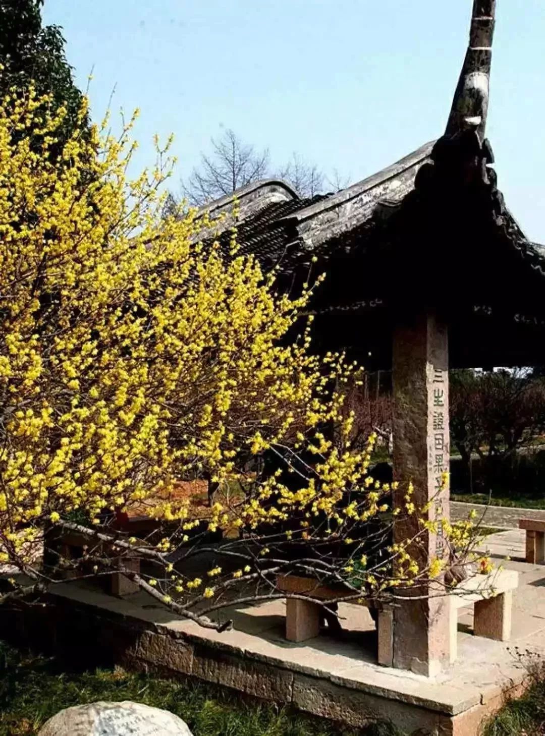 最年味丨赏花、看灯、游古镇！假期剩下两天，推荐周边出游好去处