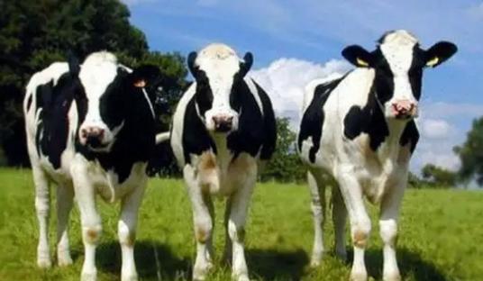 婴幼儿奶粉贵阳,贵州进口婴儿奶粉评测