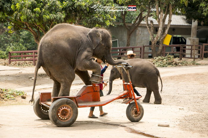 泰国清迈县旅行者,清迈佛寺之城等你采撷的泰北玫瑰