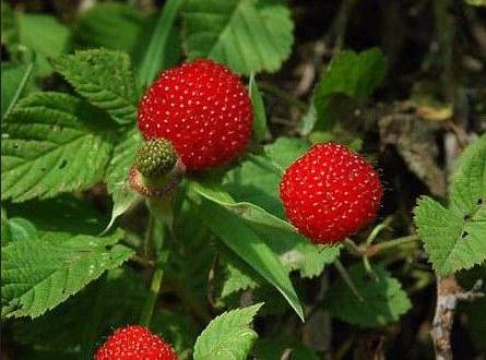 四川大山适合种什么药草,四川农村山上种什么药材最好