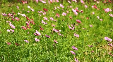 美翻了！春节不用出东莞，这个植物宝库带你游世界！现在就可去体验