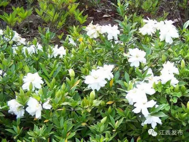 冰河开化狗熊撒欢,冰河解冻万物复苏狗熊撒欢原声