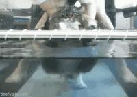 盘点那些怕水的猫咪,谁说猫咪胆小不聪明