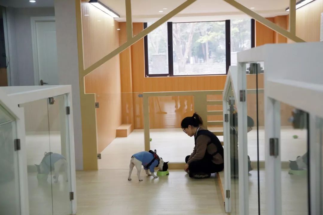 宠物竟然也有五星级酒店,高端宠物酒店推荐