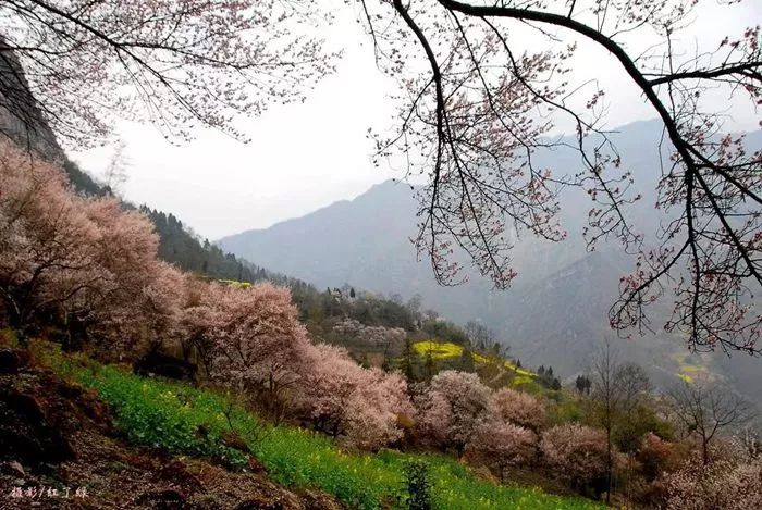 青梅已盛开旅游攻略,青梅已盛开