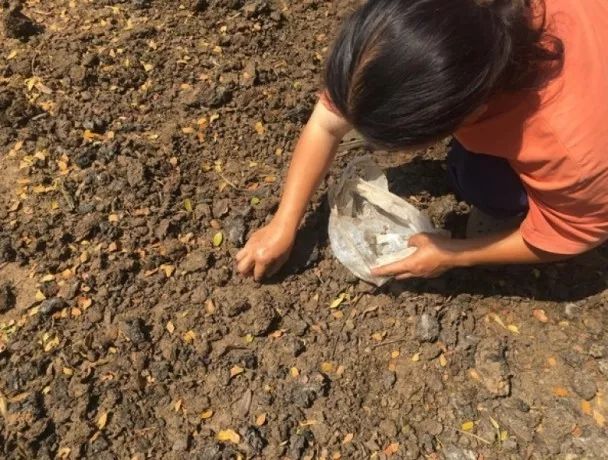 猫屎咖啡泰国咖啡,泰国新品牛屎咖啡