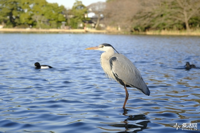 富士x-h1和xt200哪个好,富士x-h1值得购买吗