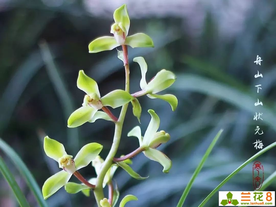 兰花疫病的发病原因,哪些药防治兰花病毒